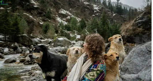 the best time to visit Manali for snowfall